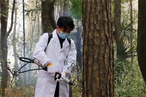 松毛虫的危害，主要啃食松类、柏类的茎叶