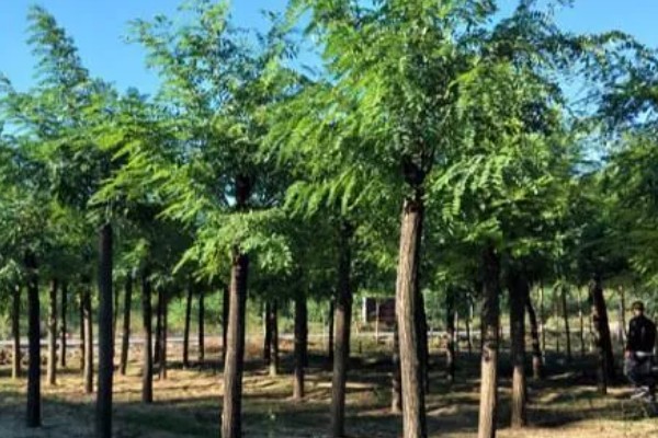 松毛虫的危害，主要啃食松类、柏类的茎叶