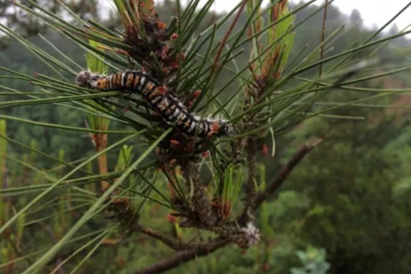 松毛虫的危害，主要啃食松类、柏类的茎叶