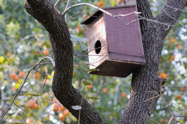 松毛虫的危害，主要啃食松类、柏类的茎叶