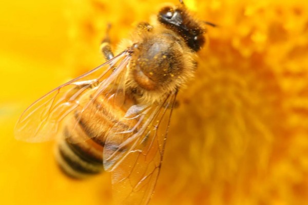 蜜蜂的资料，它们是利用蜂舞传递信息的