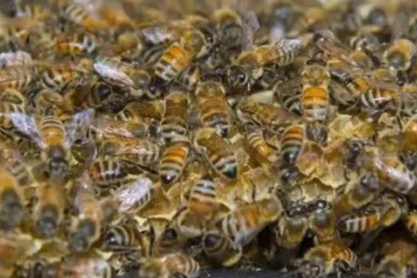 蜜蜂的资料，它们是利用蜂舞传递信息的