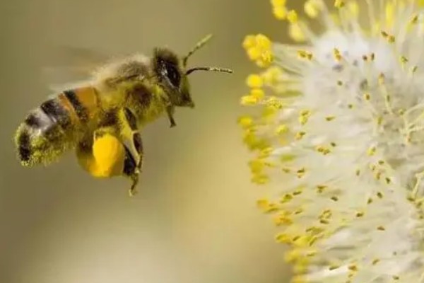 蜜蜂的资料，它们是利用蜂舞传递信息的