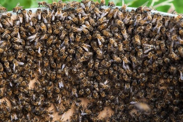 蜜蜂的资料，它们是利用蜂舞传递信息的