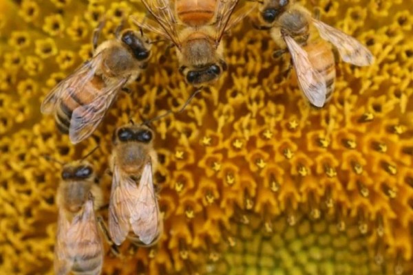 蜜蜂的资料，它们是利用蜂舞传递信息的