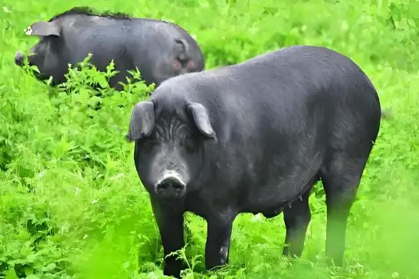 中国本土猪有没有白猪，白猪是从英国和丹麦引进