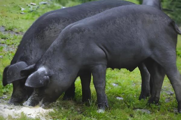 中国本土猪有没有白猪，白猪是从英国和丹麦引进