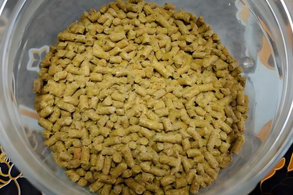 中国本土猪有没有白猪，白猪是从英国和丹麦引进