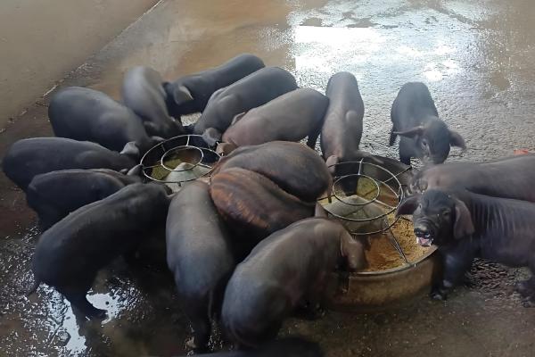 中国本土猪有没有白猪，白猪是从英国和丹麦引进