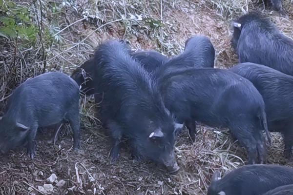 中国本土猪有没有白猪，白猪是从英国和丹麦引进
