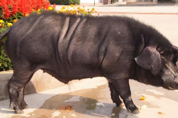 中国本土猪有没有白猪，白猪是从英国和丹麦引进