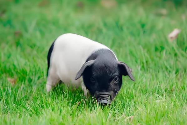 中国本土猪有没有白猪，白猪是从英国和丹麦引进