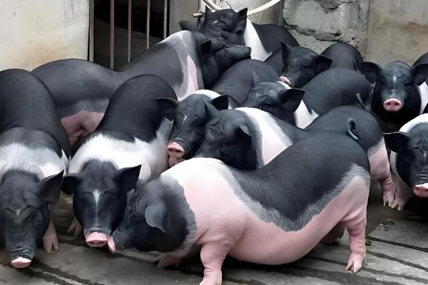 中国本土猪有没有白猪，白猪是从英国和丹麦引进