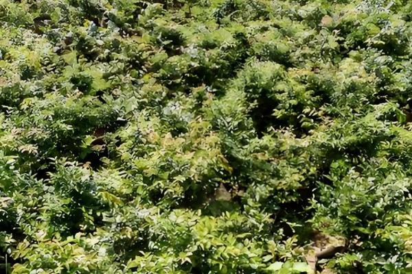 怎么种植嘉宝果，生长期以沟施的方式追肥