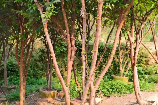 怎么种植嘉宝果，生长期以沟施的方式追肥