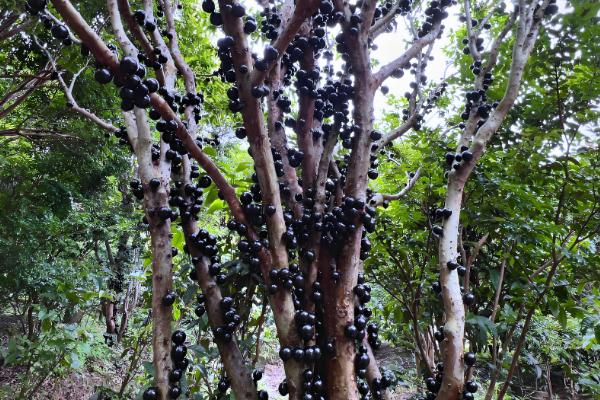 怎么种植嘉宝果，生长期以沟施的方式追肥