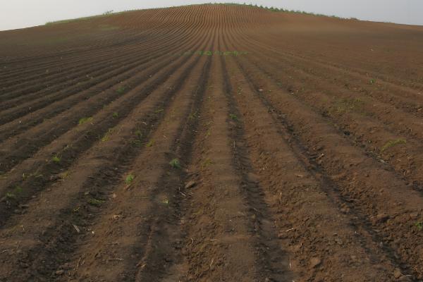 怎么种植嘉宝果，生长期以沟施的方式追肥