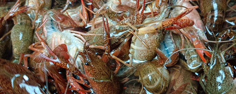 小龙虾养多久能上市，2-3个月便可上市