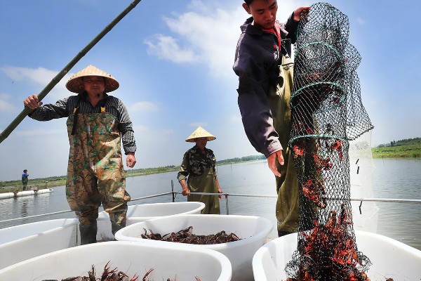 小龙虾养多久能上市，2-3个月便可上市