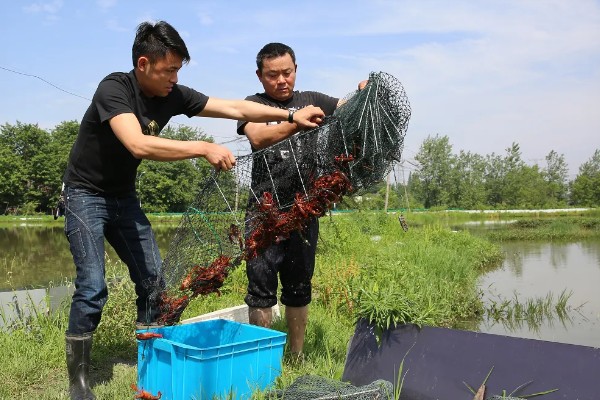 小龙虾养多久能上市，2-3个月便可上市