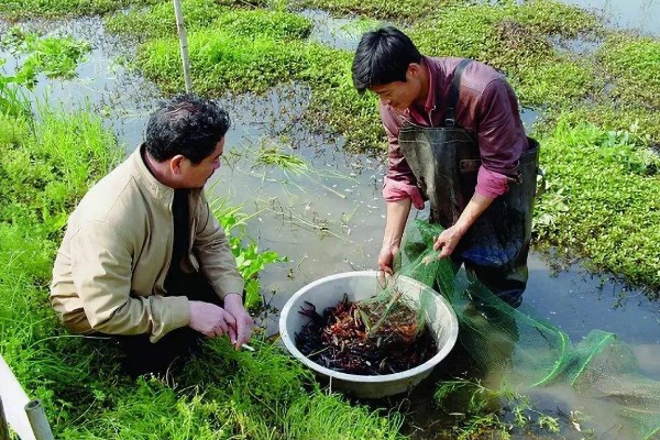 小龙虾养多久能上市，2-3个月便可上市