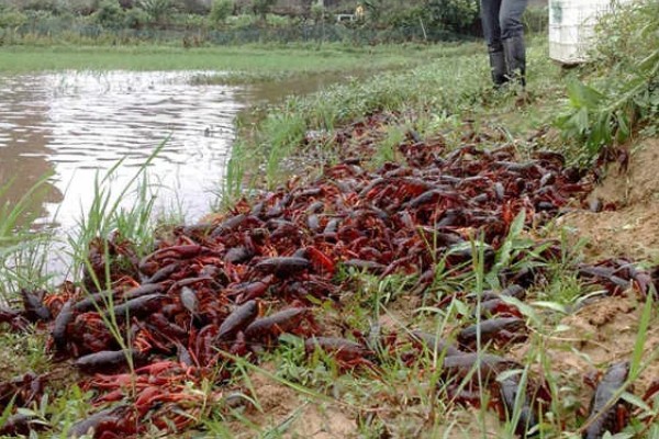 小龙虾养多久能上市，2-3个月便可上市