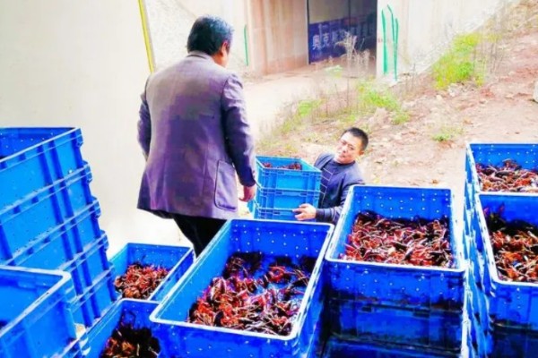 小龙虾养多久能上市，2-3个月便可上市