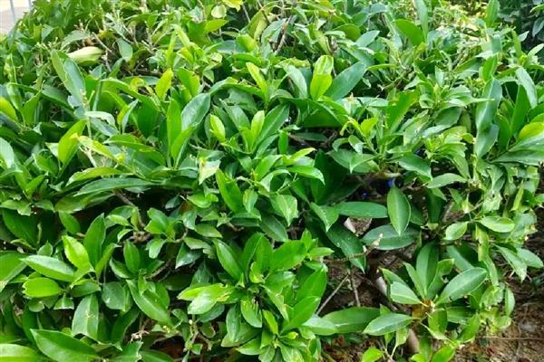 灰莉适合放家里吗，适合放在家里