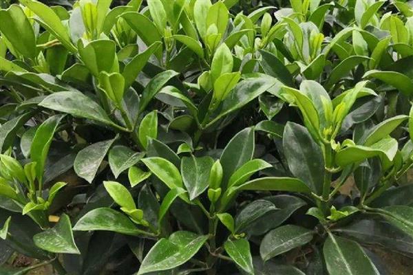 灰莉适合放家里吗，适合放在家里