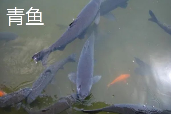 草鱼和青鱼的区别,习性和食性均不同