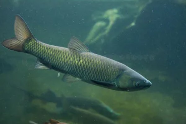 草鱼和青鱼的区别,习性和食性均不同