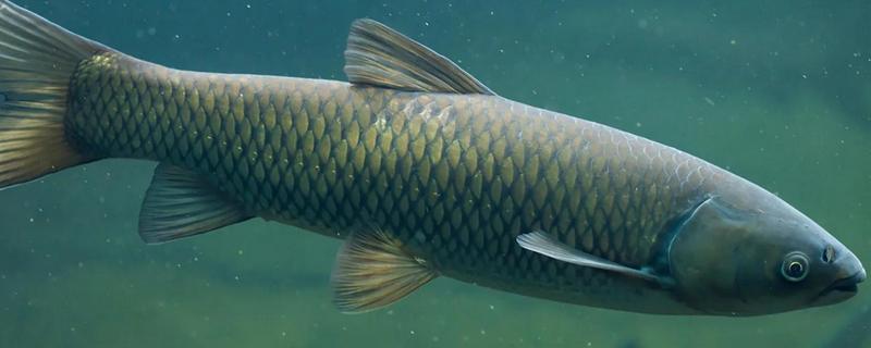 草鱼和青鱼的区别，习性和食性均不同