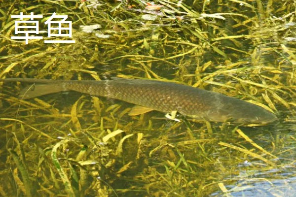 草鱼和青鱼的区别,习性和食性均不同