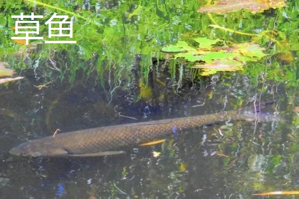 草鱼和青鱼的区别,习性和食性均不同