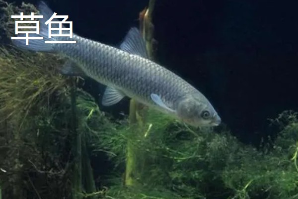 草鱼和青鱼的区别,习性和食性均不同