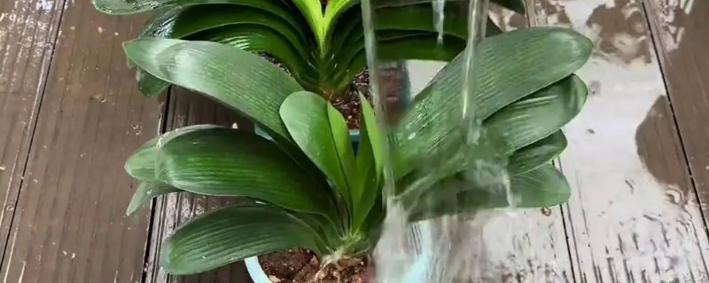 君子兰伏天浇水方法，要在早晨或傍晚进行