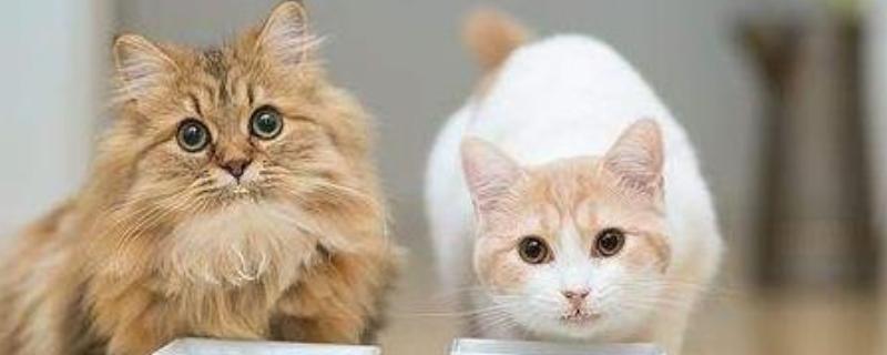 猫咪要驱虫的原因，寄生虫会污染家居环境