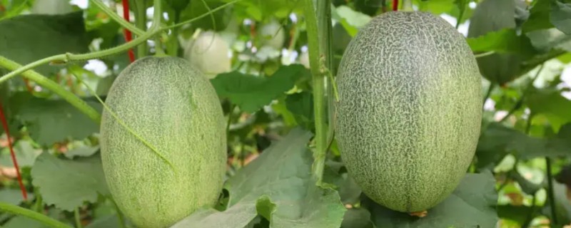 哈密瓜何时种植，晚霜过后便可栽培