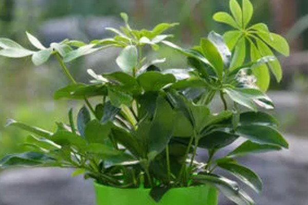 七叶莲怎么养殖，生长期间每隔3-5天浇一次水