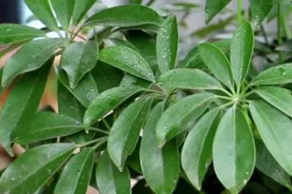 七叶莲怎么养殖，生长期间每隔3-5天浇一次水