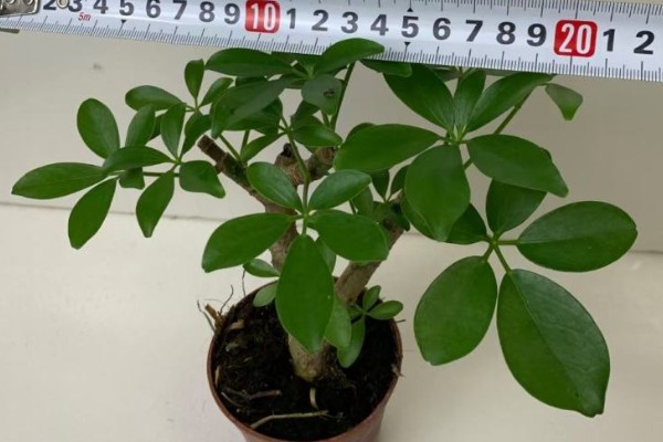 七叶莲怎么养殖，生长期间每隔3-5天浇一次水