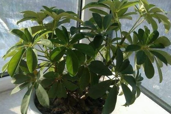 七叶莲怎么养殖，生长期间每隔3-5天浇一次水