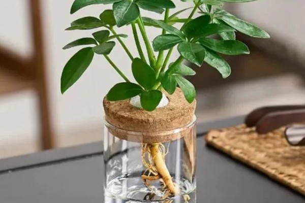 七叶莲怎么养殖，生长期间每隔3-5天浇一次水