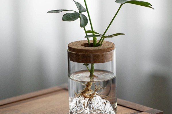 七叶莲怎么养殖，生长期间每隔3-5天浇一次水