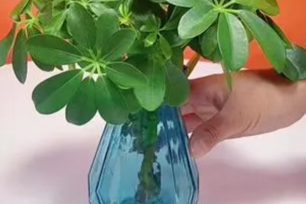 七叶莲怎么养殖，生长期间每隔3-5天浇一次水