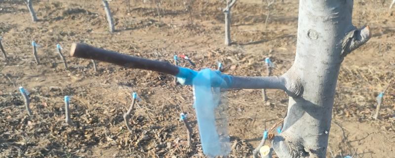 哪些因素会影响苹果嫁接成活，砧穗产生的愈合能力越强成活率就越高