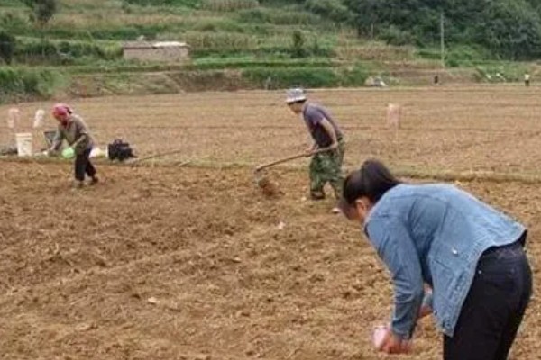 哈密瓜何时种植，晚霜过后便可栽培