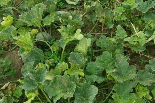 哈密瓜何时种植，晚霜过后便可栽培