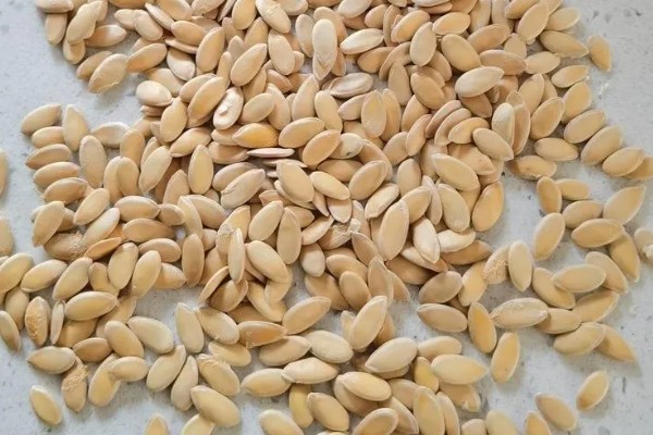 哈密瓜何时种植，晚霜过后便可栽培