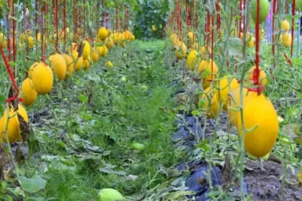 哈密瓜何时种植，晚霜过后便可栽培